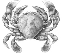 Drawing T. Kurz; Go to the Atlas of Exotic animals of the Mediterranean Sea